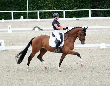 Die westfälische Escalito-Tochter Estelle PS aus der Zucht von Peter Spelsberg (Münster-Handorf) qualifizierte sich mit ihrer Reiterin Lena Haßmann für die zweite Sichtung am 15. Juli in Warendorf.  | © Hartwig