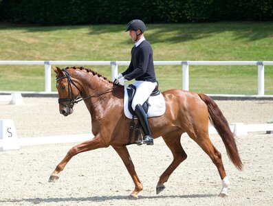 Mit einer gelungenen Vorstellung qualifizierten sich der westfälische Hengst Elliot the Dancer mit seinem Reiter Stefan Wolff als letztes Starterpaar am Mittwochnachmittag für die zweite WM-Sichtung am 15. Juli. Der Escolar-Sohn stammte aus der Zucht von Leo Hermanns.  | © Hartwig