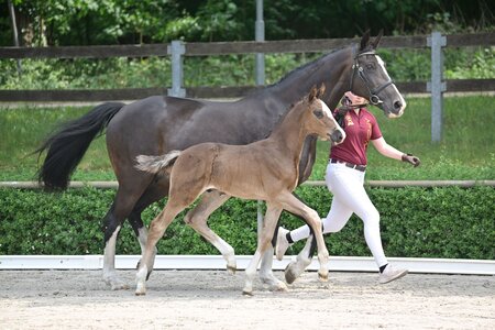 Die Preisspitze Eagle to Fly  | © Björn Schroeder (frei)