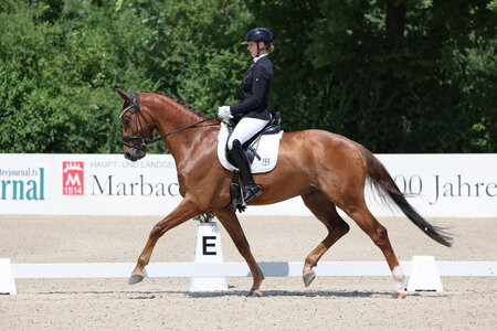In Leichtigkeit trabte Daydream S vorgestellt von Ines Fleischmann zum Sieg bei den vierjährigen Reitpferden. | © D. Matthaes