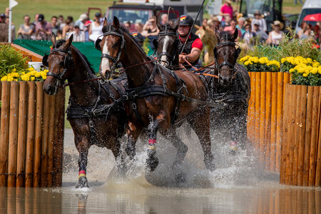 Es ist einfach seine Disziplin. Auch heute konnte Michi Brauchle mit seinem Vierspänner im Marathon überzeugen und zu Platz vier fahren.  | © Lafrentz (Archiv)