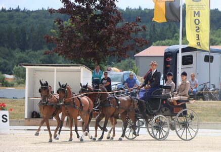 Gewinnen kann er und bewies es auch in seiner Dressur: Steffen Brauchle konnte mit seinem Pony Vierspänner die erste Teildisziplin gewinnen. | © Herbert Rauser