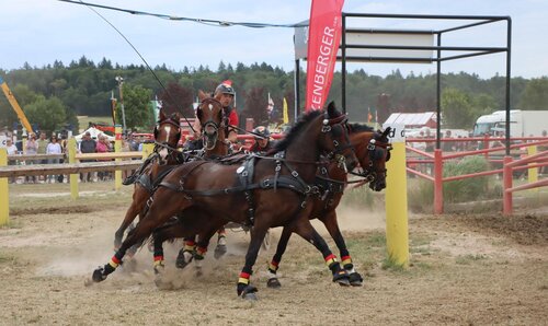 Er kann es einfach und bewies es auch im Marathon: Steffen Brauchle fuhr mit seinen Pony zu einem klaren Sieg bei den Vierspännern. | © Herbert Rauser