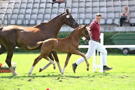 Mit 8 Nachkommen ist Starvererber DSP Va Bene in der Kollektion vertreten: Hier der Championatssieger aus Brandenburg, aus einer Mutter von Don Schufro. | © Björn Schröder