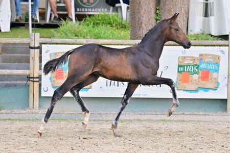 True Fino begeisterte und brach bei der Elite-Fohlenauktion in Darmstadt alle Rekorde. | © Dill