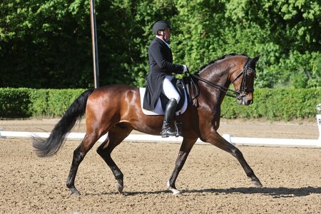 Für Hans-Peter Bosch und seinen Fanfarron HJ gab es in der S*-Dressur in Göppingen mit 68,65 Prozent die goldene Schleife. | © DoMa (Archiv)