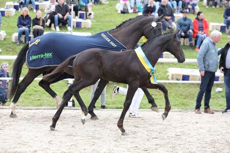 Ein bewegungsstarker Nachkomme des Sané setzte sich bei den Hengstfohlen durch. | © D. Matthaes
