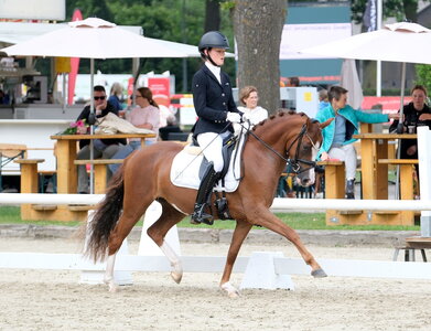 Ob unter dem Sattel von Ann-Cathrin Rieg im Westfalen-Championat oder an der Hand bei der Elite-Stutenschau machte Next Darling bei der Westfalenwoche Bella Figura. | © Thomas Hartwig