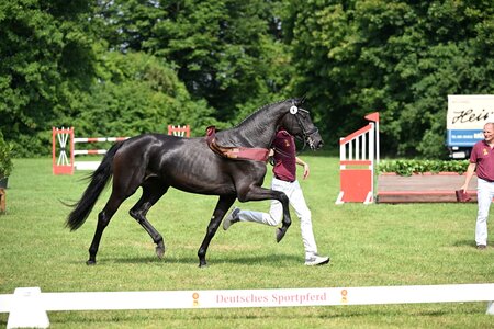 Zoraya avancierte beim DSP-Stutenchampionat 2025 zur Gesamtsiegerstute. | © Hubert Fischer