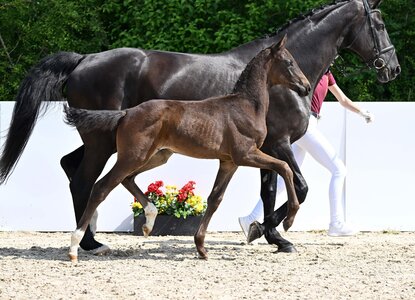 Ein Esperanto-Nachkomme avancierte in Riedlingen zur Preisspitze. | © Hubert Fischer