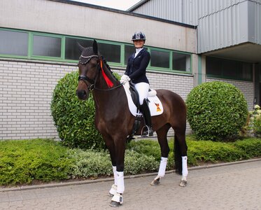 Carina Harnisch und DSP Snickers F stehen im Finale der fünfjährigen Dressurpferde. | © Hörster Carina Harnisch und DSP Snickers F stehen im Finale der fünfjährigen Dressurpferde. | © Hörster