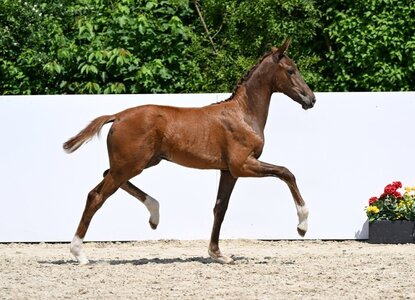 Neu: Die BW Fohlen Börse | © Hubert Fischer