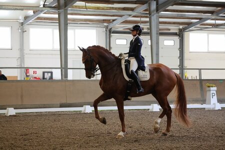 Carina Harnisch und DSP Sheldon Cooper siegten im Grand Prix von Waghäusel. | © D. Matthaes