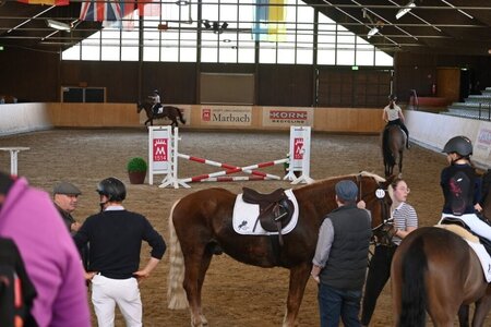 Die erste Auflage des Schulpferde-Castings konnte als toller Erfolg verbucht werden. | © Pferdezuchtverband Baden-Württemberg e.V. Die erste Auflage des Schulpferde-Castings konnte als toller Erfolg verbucht werden. | © Pferdezuchtverband Baden-Württemberg e.V.