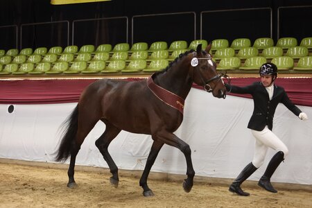 Preisspitze KN 102 San Severinus v. Si Senor M - Cassone trabte bereits in der Körung zur Prämie. | © DoMa