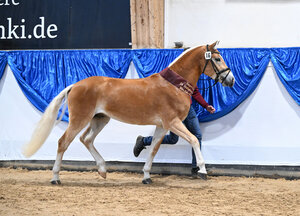 Haflinger Siegerhengst v. Neustart; Züchter und Besitzer Stefanie Obermeyer | © Hubert Fischer