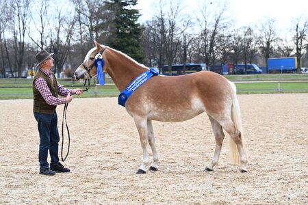 Beim Blauen Band überzeugte die Haflingerstute Nina aus der Zucht von Berthold Hänle. | © Hubert Fischer