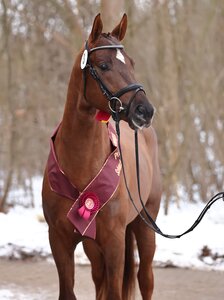 Der Dressur-Reservesieger von Ben Benicio. | © Bischoff