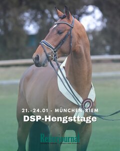 Heute geht es los mit den DSP-Hengsttagen 2026. Mit Sicherheit wird es auch in diesem Jahr einen ähnlich ansprechenden Siegerhengst geben, wie den Springsieger 2025 Chaplins Touch B. | © Bischoff (Archiv)