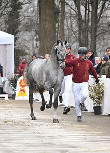 Der baden-württembergische DSP-Hengst v. Fynch Hatton | © Hubert Fischer