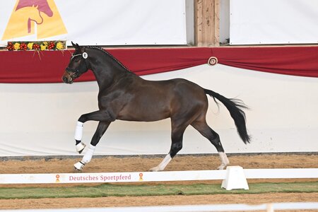 Der Sohn des Va Bene aus dem Züchterhaus Greim | © Hubert Fischer