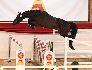 Der Siegerhengst der Springpferde von Heartbreaker-Diarado | © Hubert Fischer