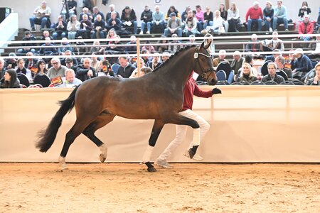 Mit überragenden Bewegungen ausgestattet: der Sohn des Zackerey | © Hubert Fischer