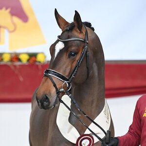 Reservesieger der DSP-Körung 2026: v. Million Dollar | © Hubert Fischer