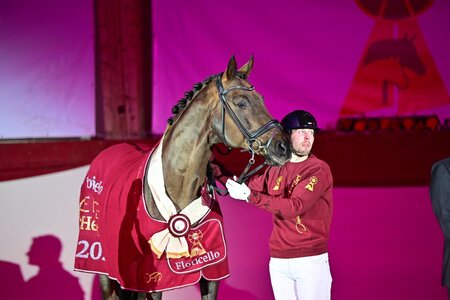 Floricello (Florencio - Dormello) vom Zuchthof Wadenspanner wurde bei den DSP-Hengsttagen als Elitehengst ausgzeichnet.  | © Björn Schroeder (PM DSP / frei)