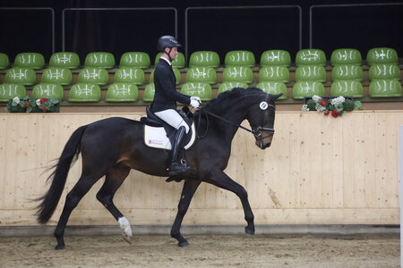 Rebound v. Springbank II-Sandro Hit | © Doris Matthaes