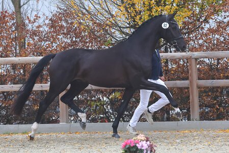 Der DSP-Hengst Secret’s Next Star CM | © Bischoff