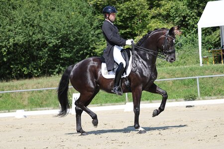 Timo Kemmerers Dantes Zazou wurde verkauft und wird künftig von Bianca Nowag-Aulenbrock geritten | © D. Matthaes