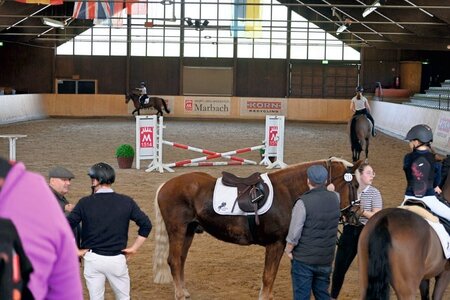 Das 3. Schulpferde-Casting in Marbach steht in den Startlöchern. | © frei