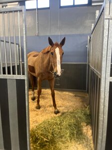 Hans-Dieter Drehers Vestmalle de Cotis zufrieden in seiner Box