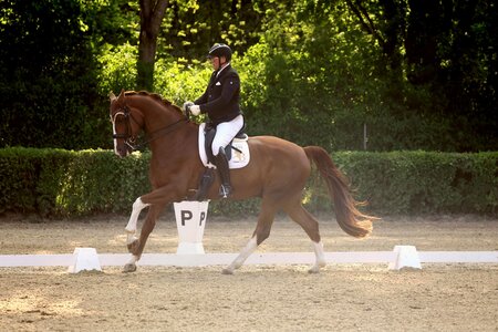 Hans-Peter Bauer und Dynamico W sicherten sich in Weil der Stadt zwei S-Siege. | © D. Matthaes