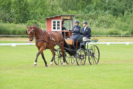 Jessica hat nicht nur einige Bundeschampions gestellt, sondern war auch auf internationalem Parkett erfolgreich unterwegs. | © Herbert Rauser