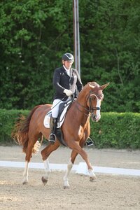 Hans-Peter Bauer und Dynamico gaben auch in der S-Dressur von Leonberg den Ton an. | © D. Matthaes (Archiv)