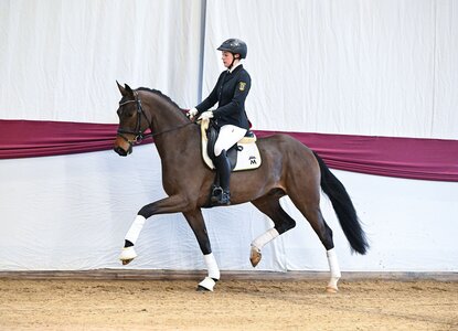 Auktionskandidat Nr. 4 Damasco v.  Damaschino a.d. Hauptgestütsstute St.Pr. Riva v. Rock my Soul | © Hubert Fischer (frei)