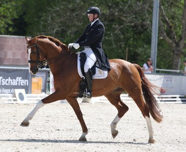 Hans-Peter Bauer und Dynamico W trabten in Rottweil zum nächsten S-Sieg. | © Roger Müller