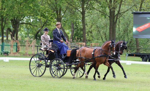 Steffen Brauchle wird Deutscher Vizemeister der Pony-Zweispänner | © Herbert Rauser