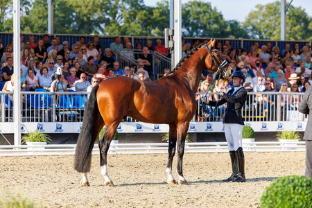 Das Vormustern der Reitpferde bei den Bundeschampionaten findet künftig am Vortag statt.  | © Lafrentz