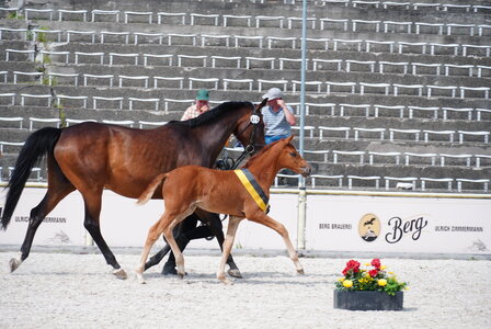 In Marbach findet erneut eine Fohlenschau mit starker Beteiligung statt. | © privat