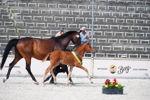 In Marbach findet erneut eine Fohlenschau mit starker Beteiligung statt. | © privat