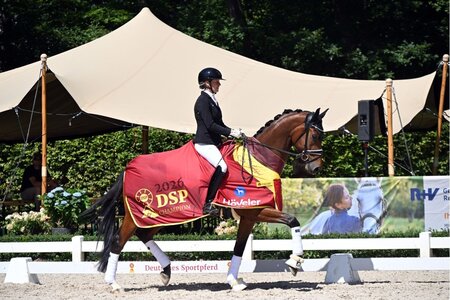 DSP-Champion Van Philippo ist in Warendorf startberechtigt. | © Dill