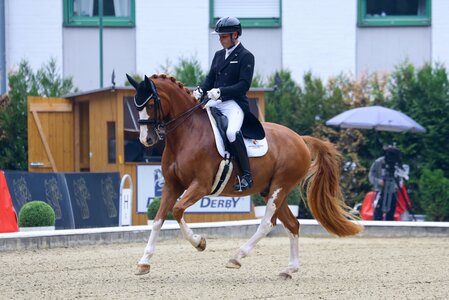 Franz Trischberger und Zaubermann sichern sich bei den Bundeschampionaten in Warendorf in der Finalqualifikation der siebenjährigen Dressurpferde Platz zwei. | © LL-Foto