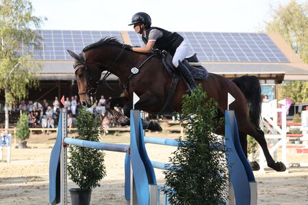 Überlegene Siegerin im Nordbadischen Amateurchampionat: Sina Urban auf Cox | © D. Matthaes