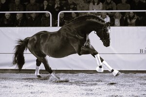 Acordelli ist mit 26 Jahren verstorben.  | © Gestüt Birkhof