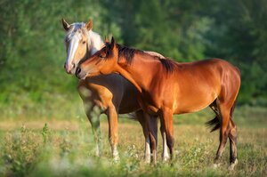 27. Ludwigsburger Pferdetag am 18. November 2026 | © AdobeStock kwadrat70
