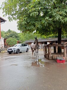 Die Pferdehalter in Wolfschlugen sind besorgt. | © privat