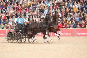 Fred Probst auf der Hengstparade in Marbach | © DoMa (Archiv)